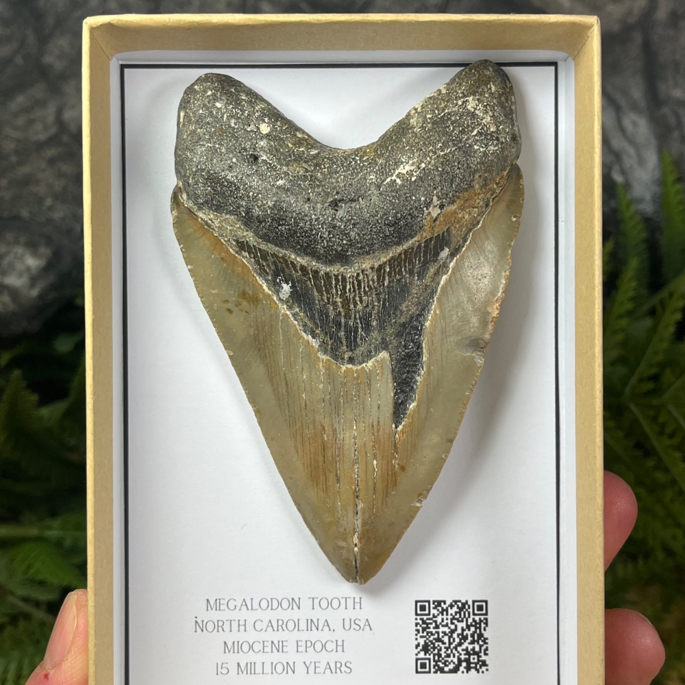Megalodon Tooth