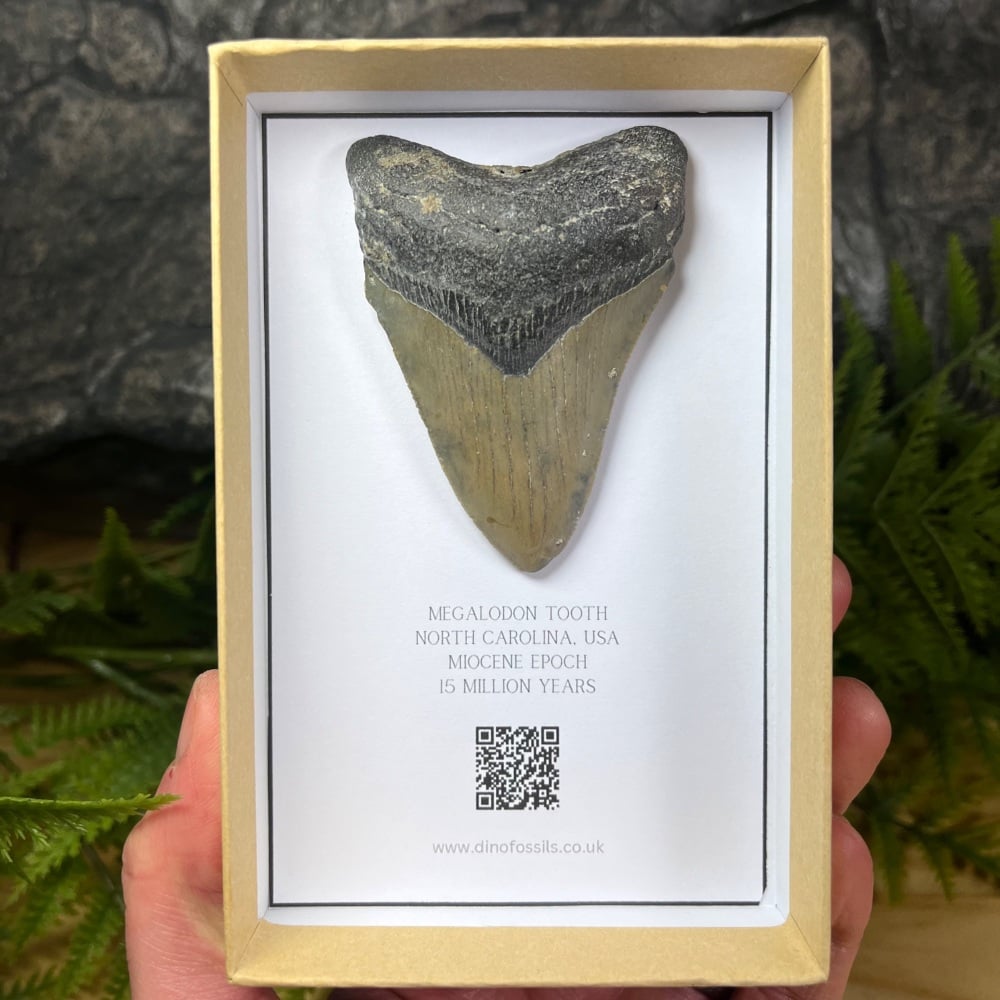 Megalodon Tooth