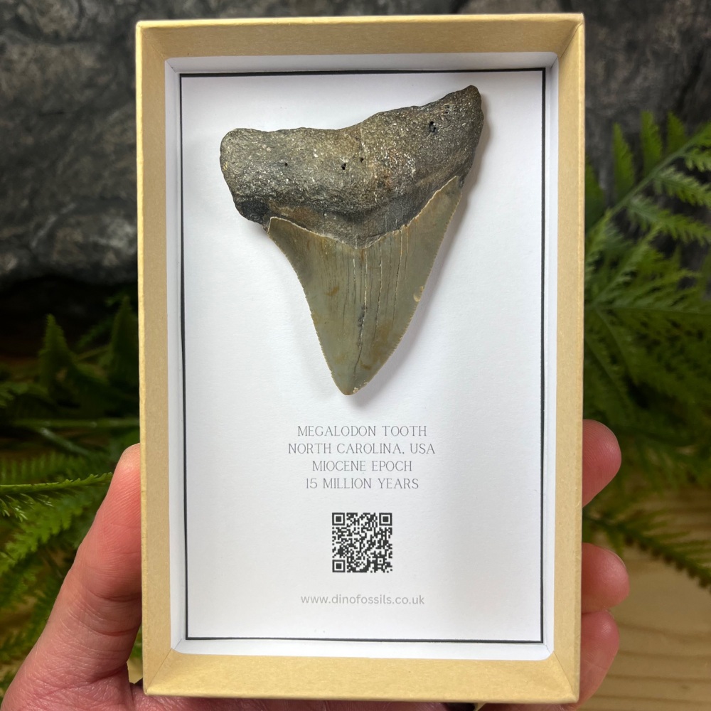 Megalodon Tooth