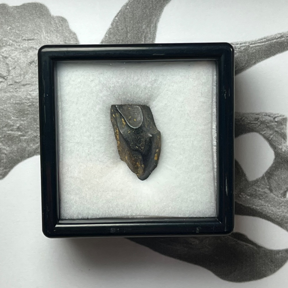 Triceratops Tooth