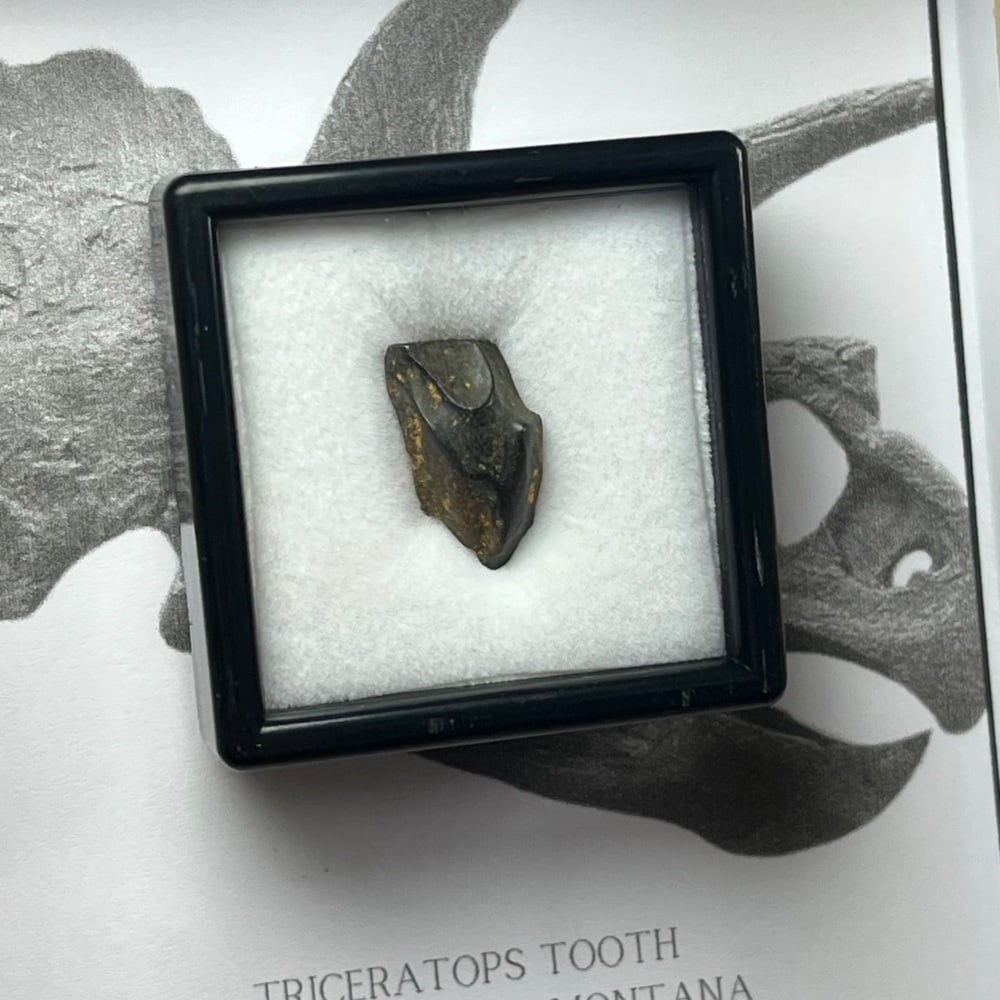 Triceratops Tooth