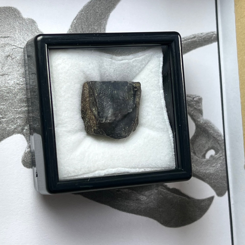 Triceratops Tooth