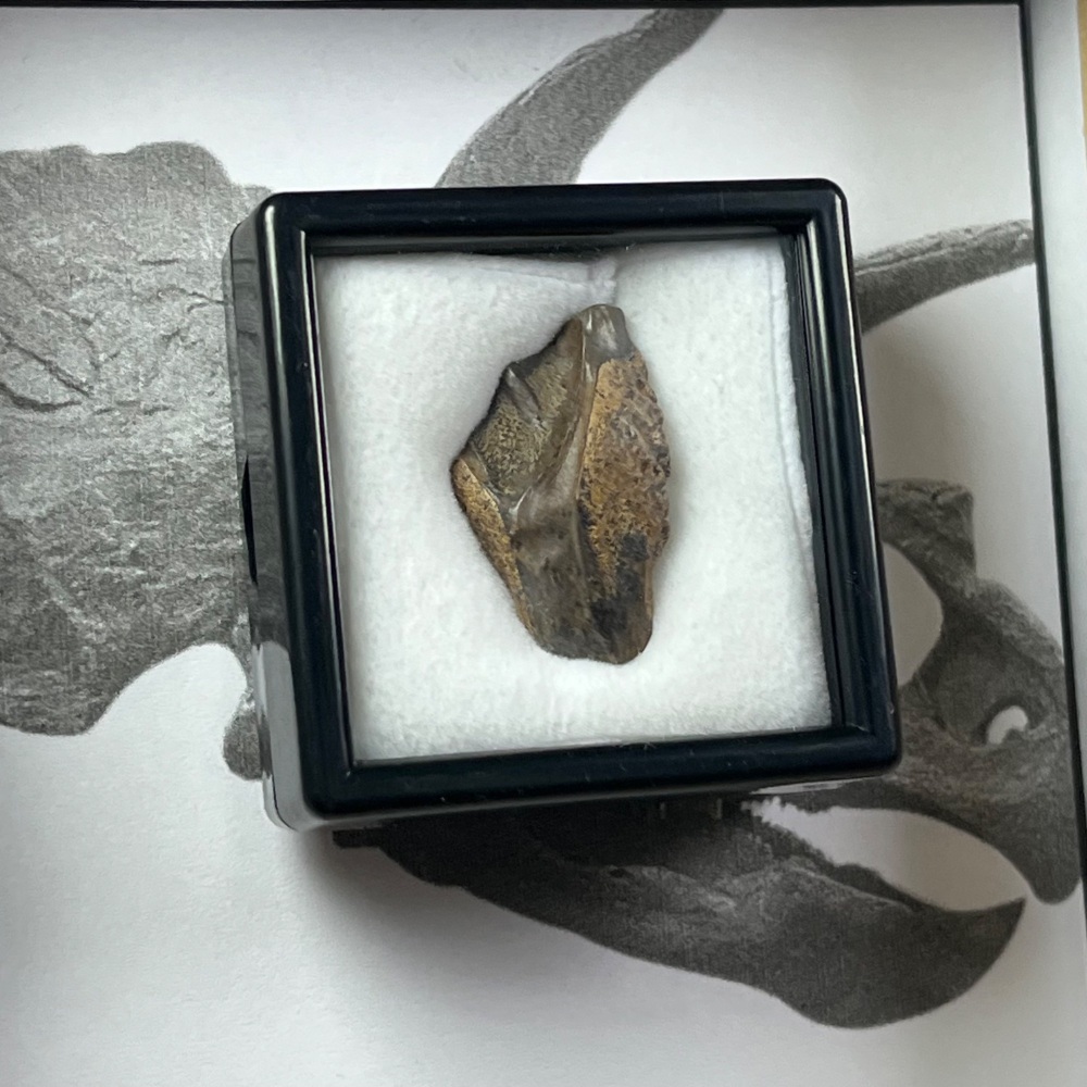 Triceratops Tooth