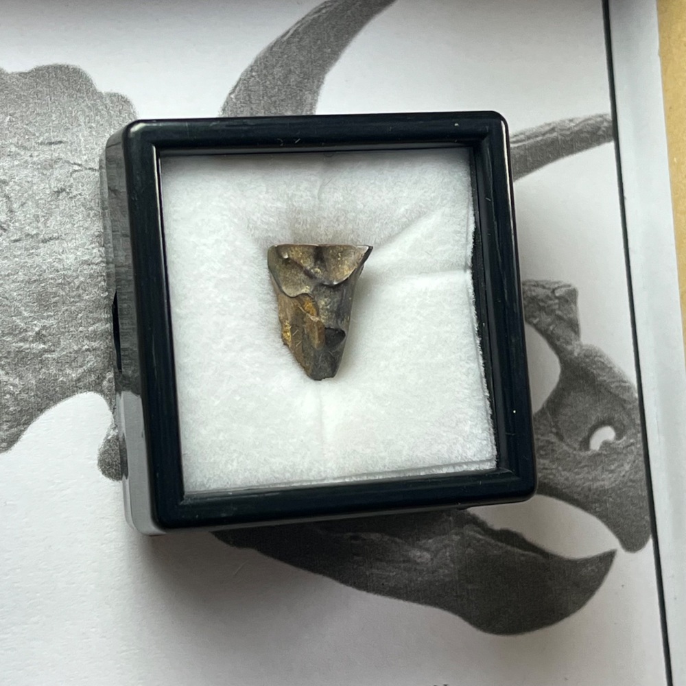 Triceratops Tooth
