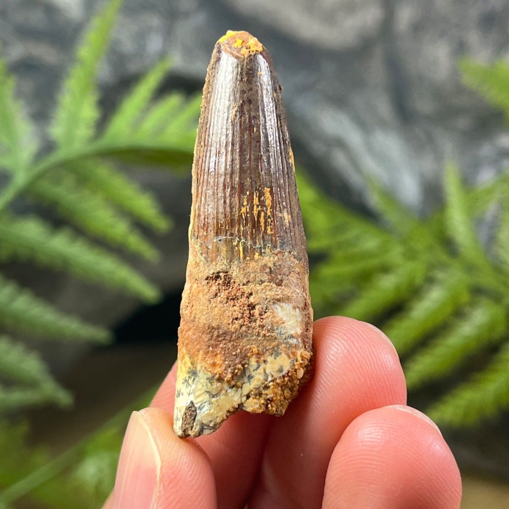 Spinosaurus Tooth