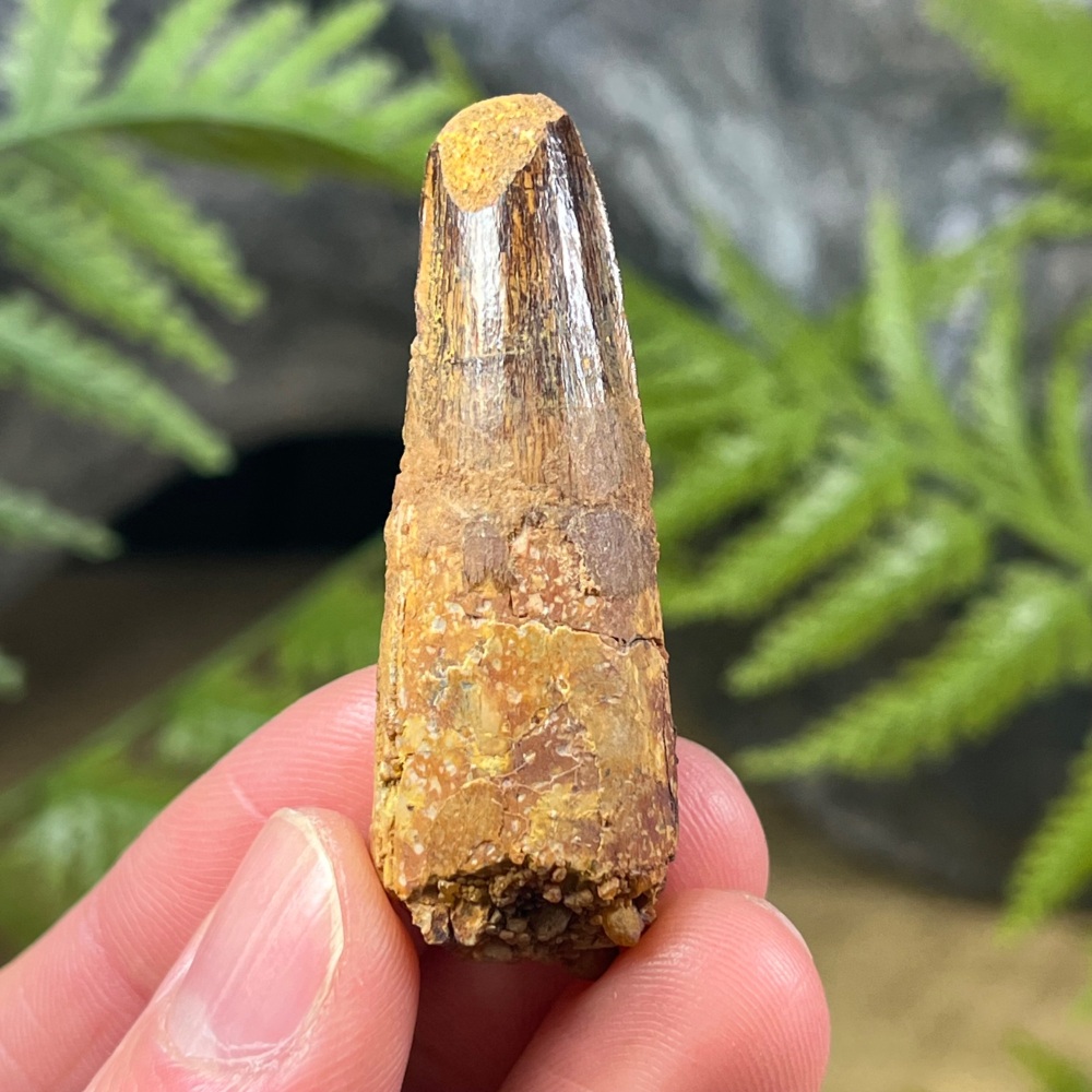 Spinosaurus Tooth