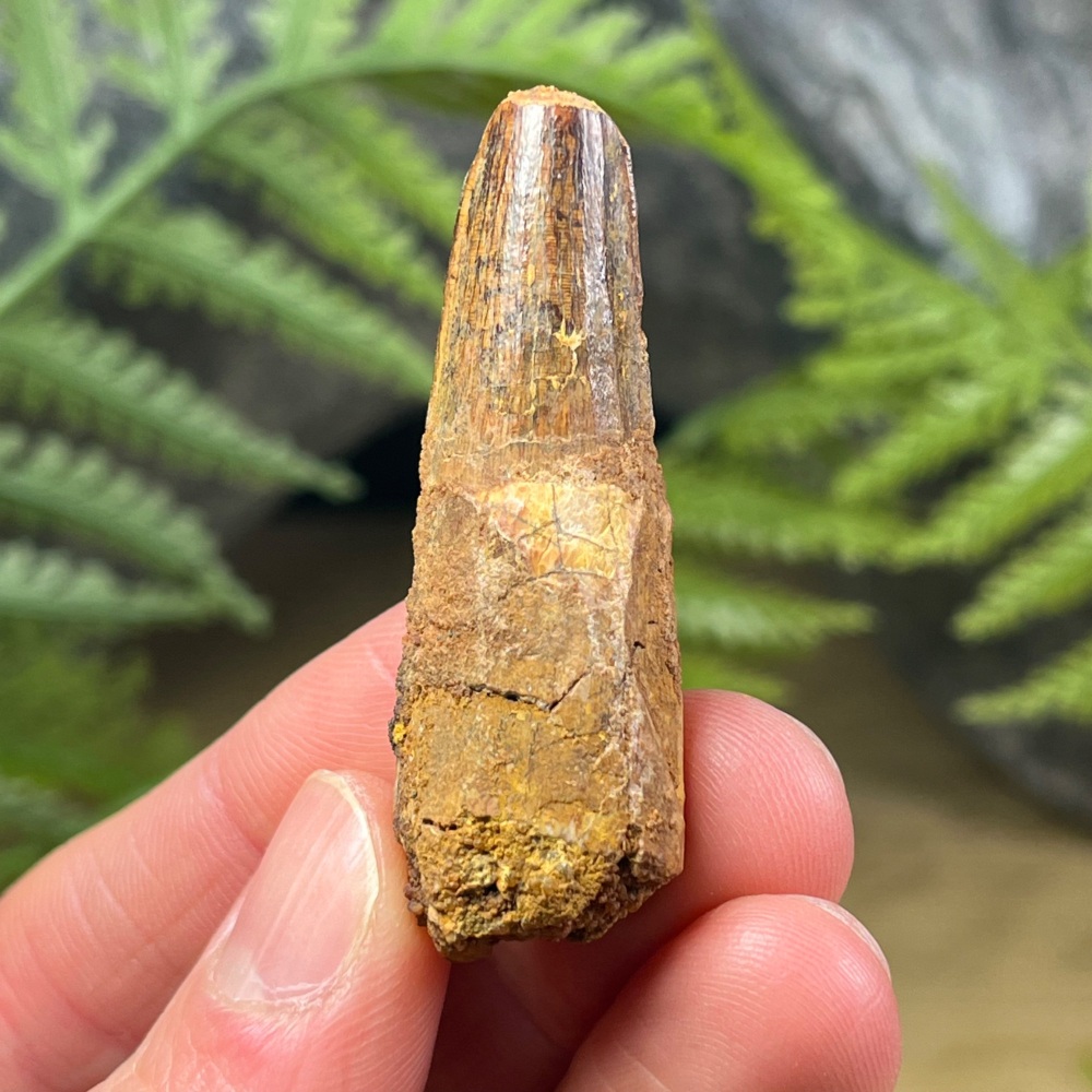 Spinosaurus Tooth