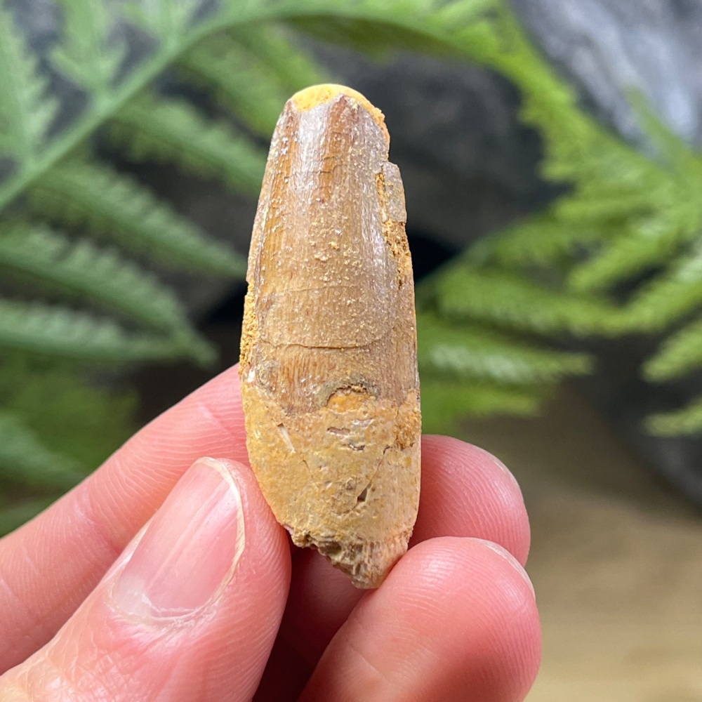 Spinosaurus Tooth