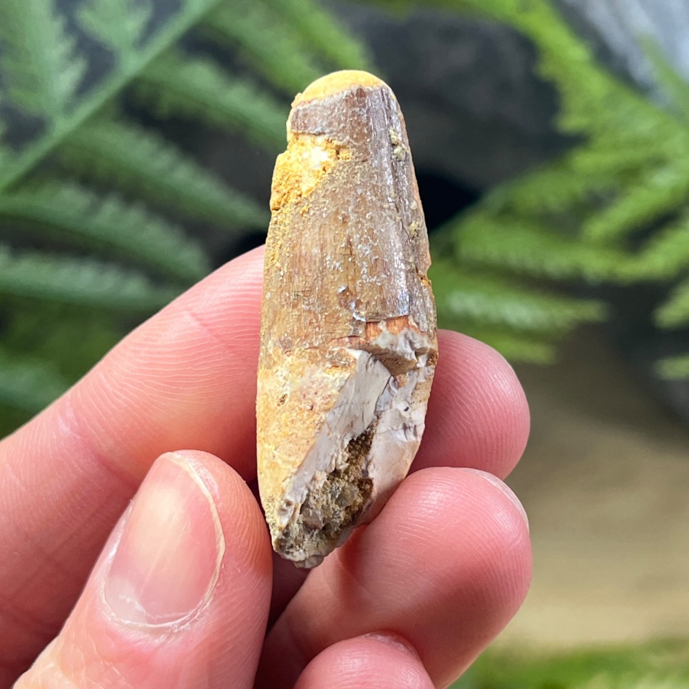 Spinosaurus Tooth