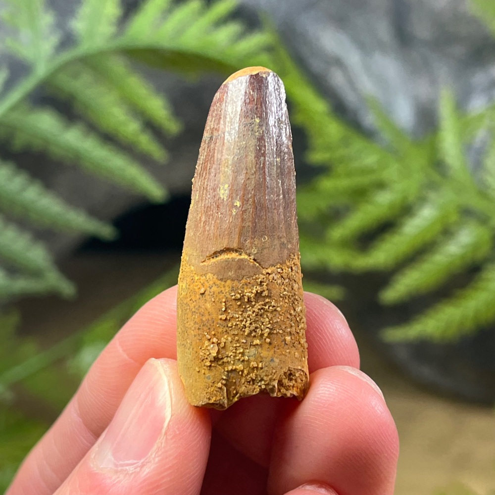 Spinosaurus Tooth