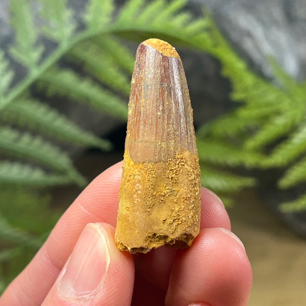 Spinosaurus Tooth