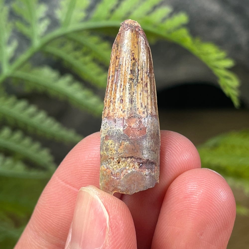 Spinosaurus Tooth