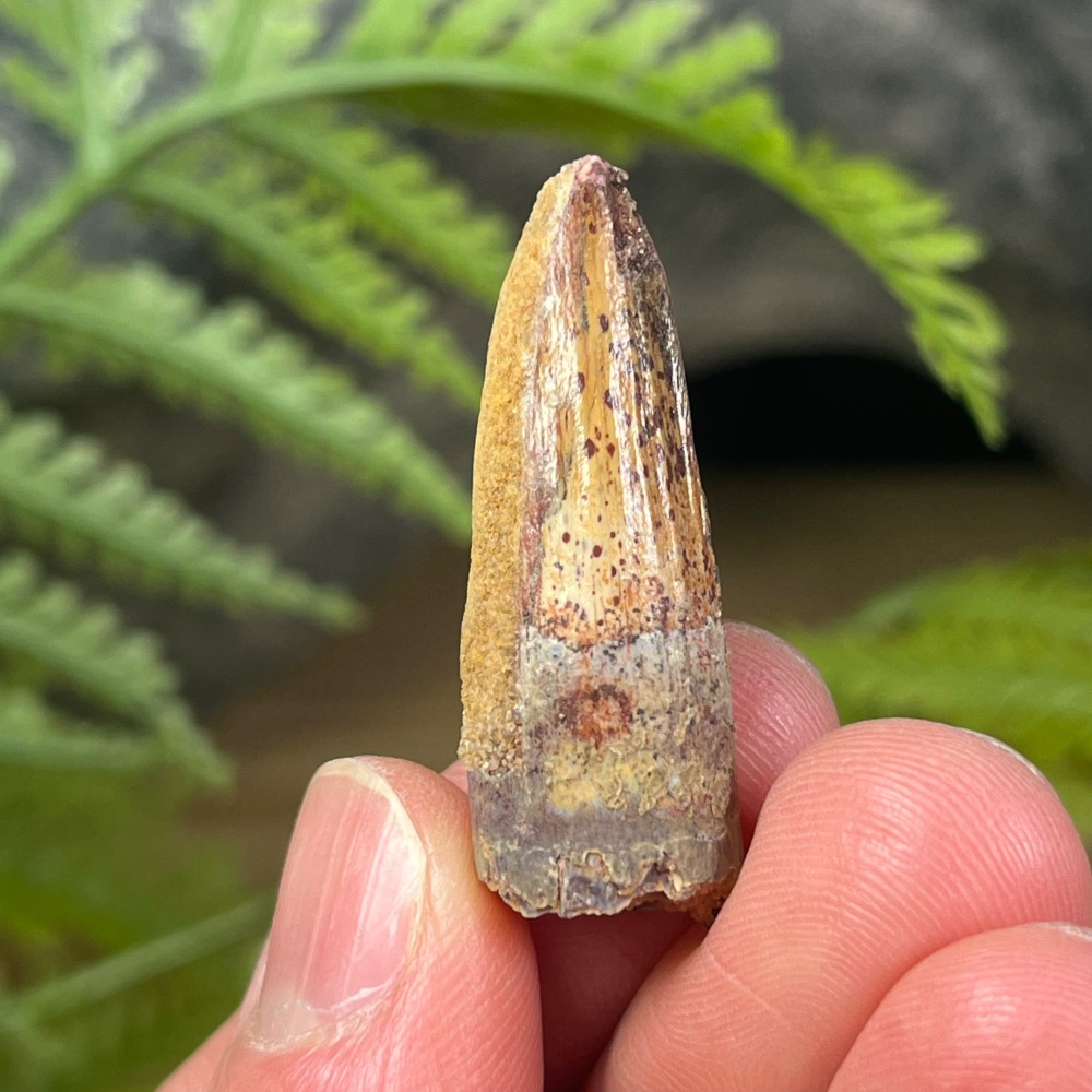 Spinosaurus Tooth