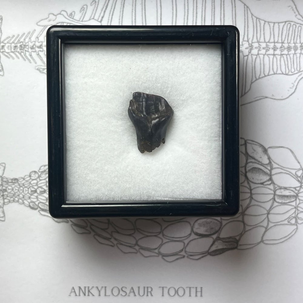 Ankylosaur Tooth