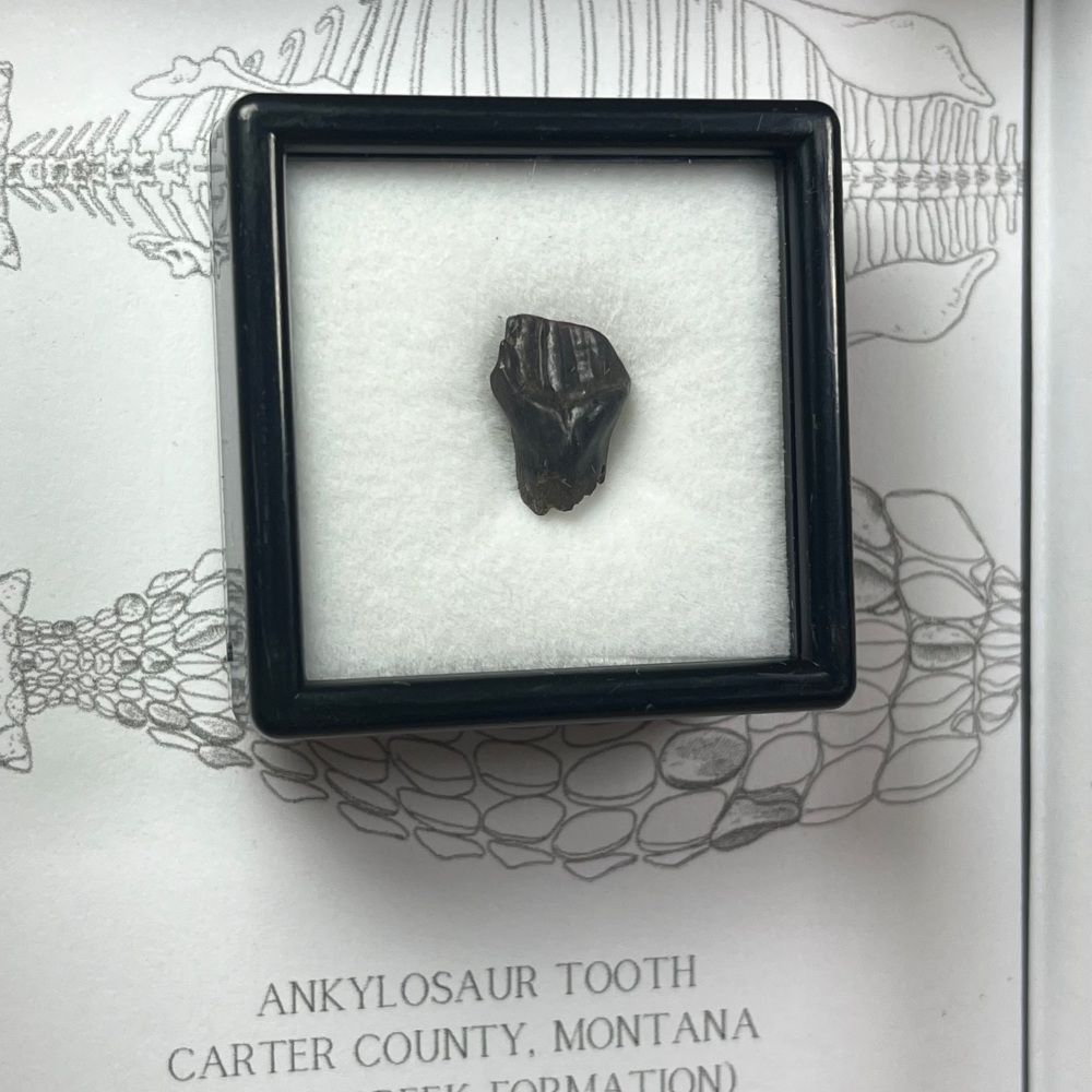 Ankylosaur Tooth