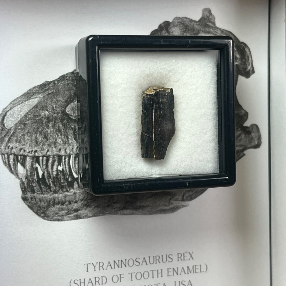Tyrannosaurus rex Tooth Enamel