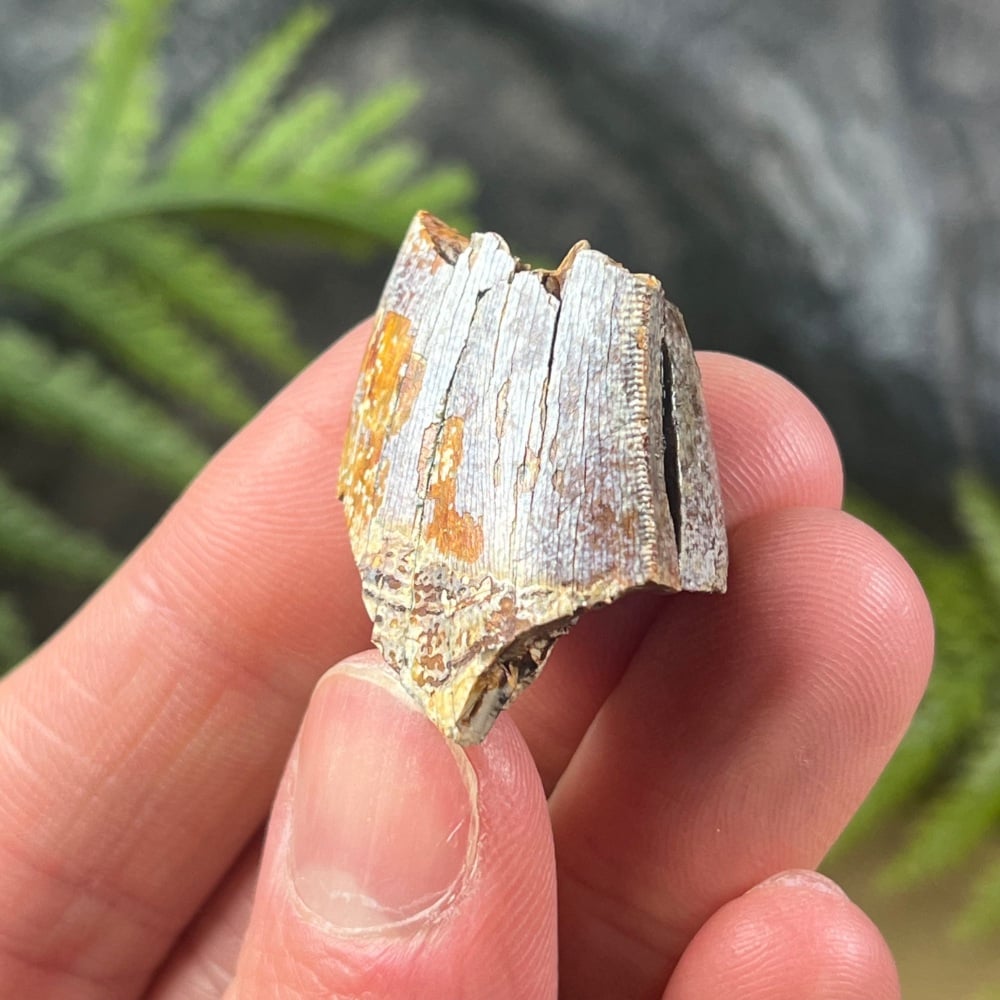 Tyrannosaurus rex Tooth (Partial)