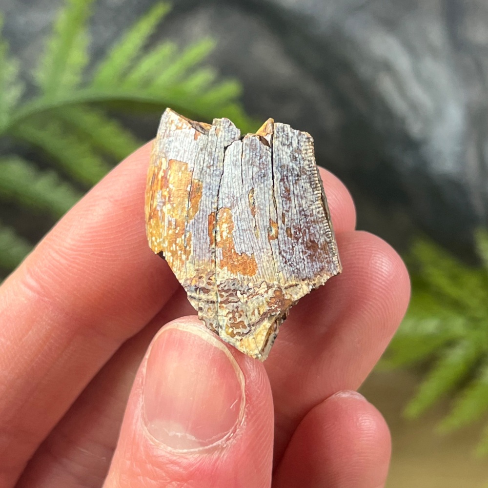 Tyrannosaurus rex Tooth (Partial)