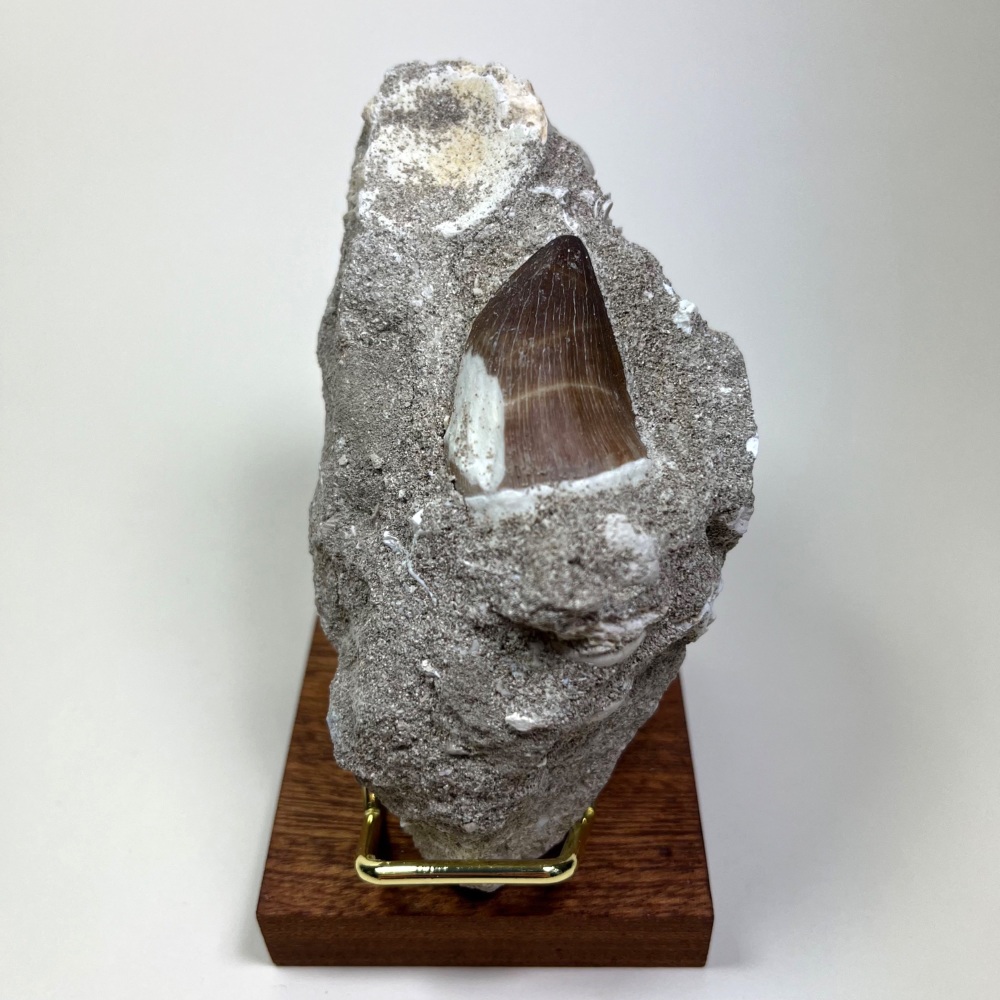 Mosasaur tooth & Vertebra