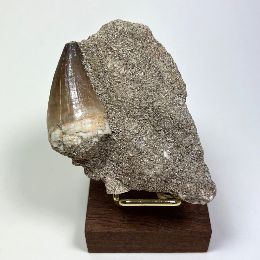 Mosasaur tooth