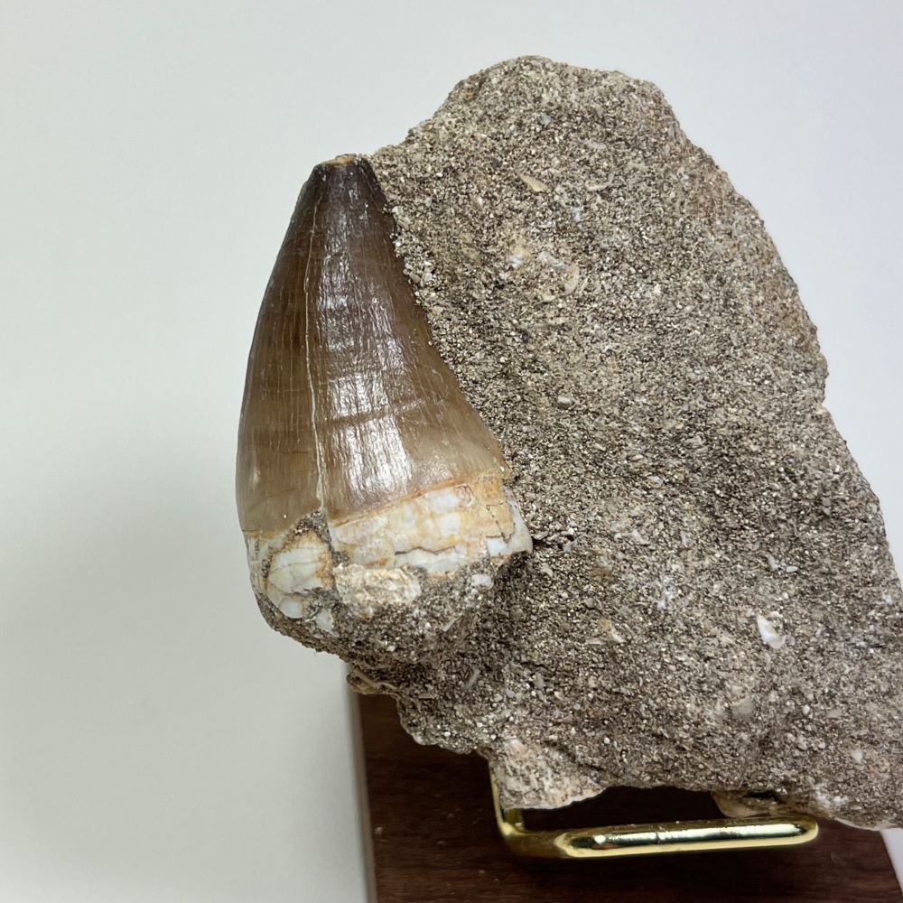 Mosasaur tooth