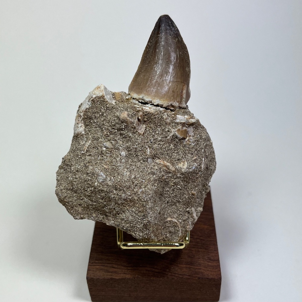 Mosasaur tooth
