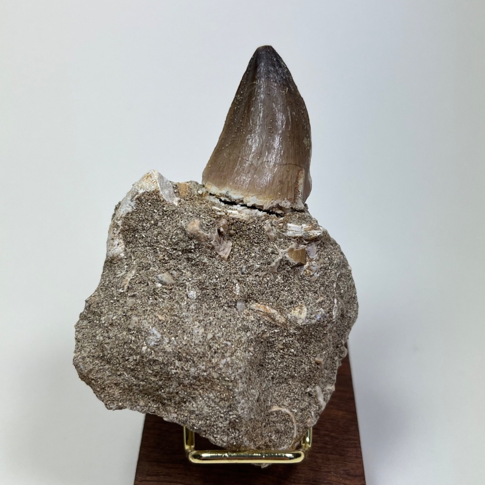 Mosasaur tooth