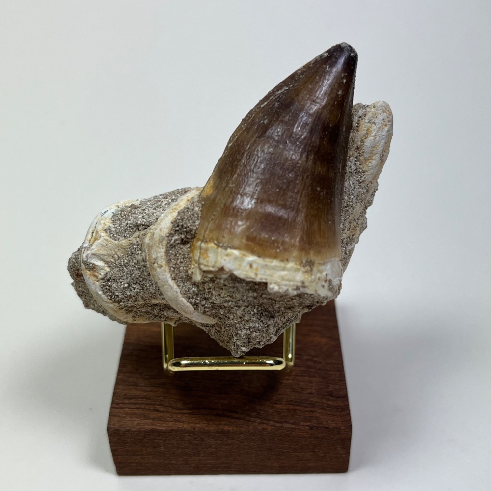 Mosasaur tooth