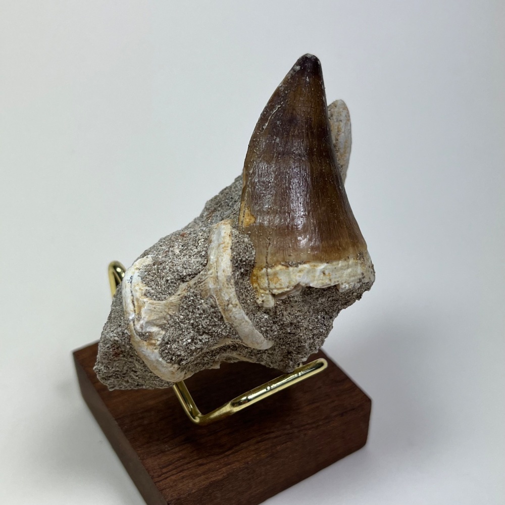 Mosasaur tooth