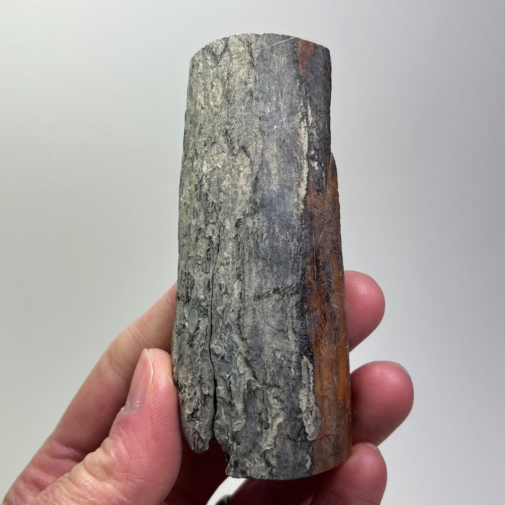 Mammoth Ivory (Siberia)