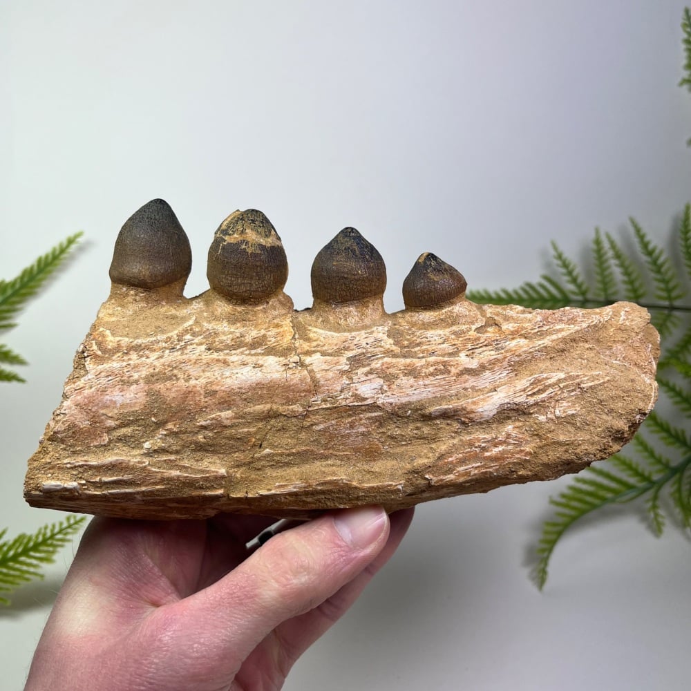 Mosasaur Jaw with Teeth