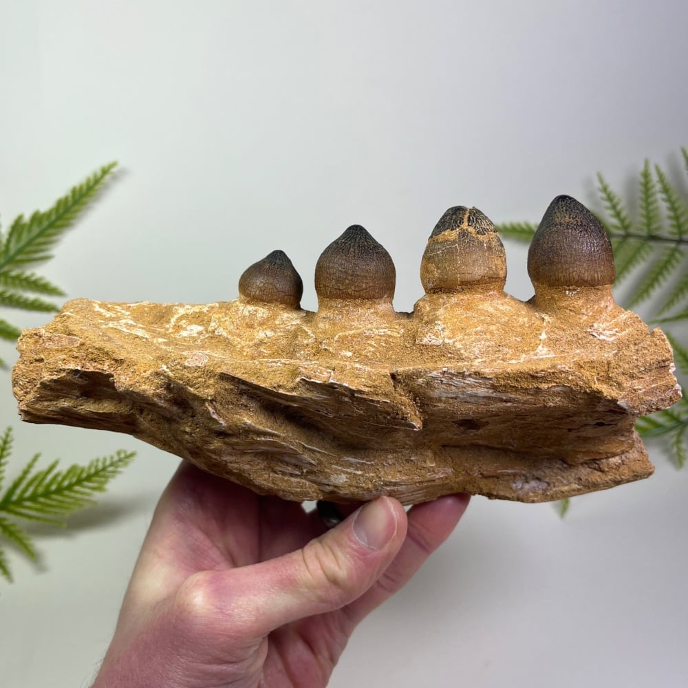 Mosasaur Jaw with Teeth