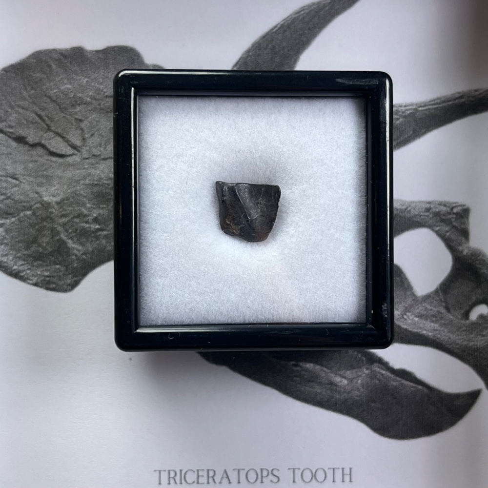 Triceratops Tooth