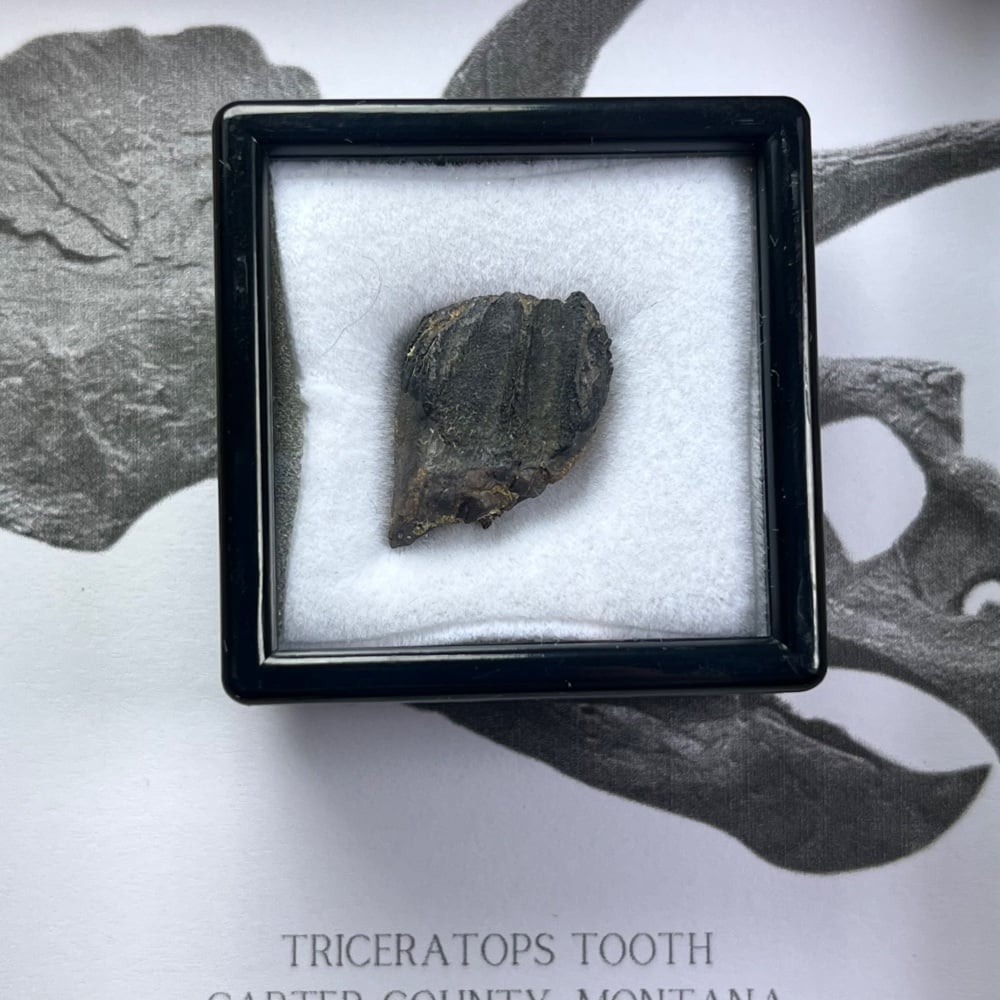 Triceratops Tooth
