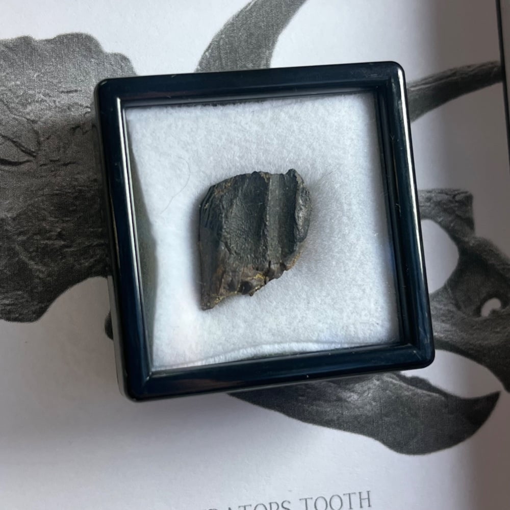 Triceratops Tooth