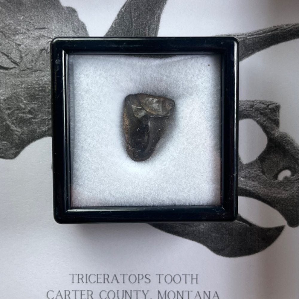 Triceratops Tooth
