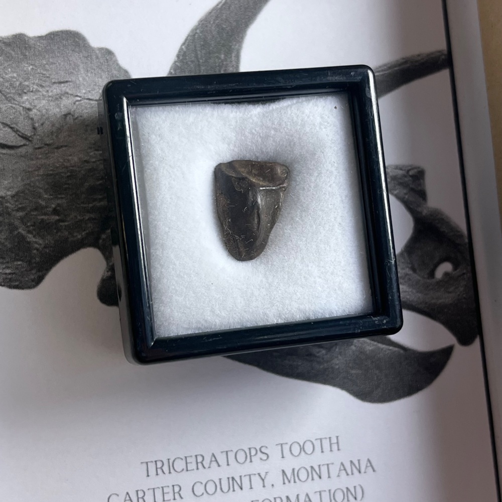 Triceratops Tooth
