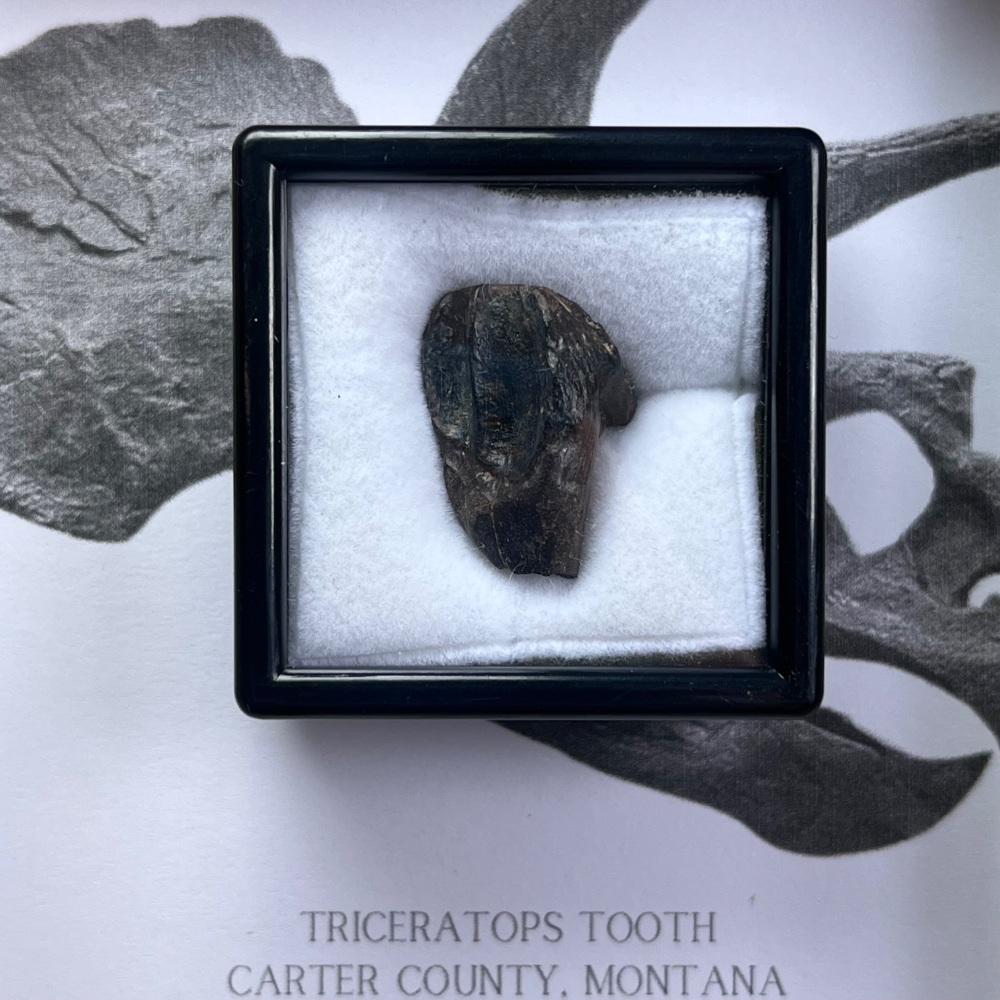 Triceratops Tooth