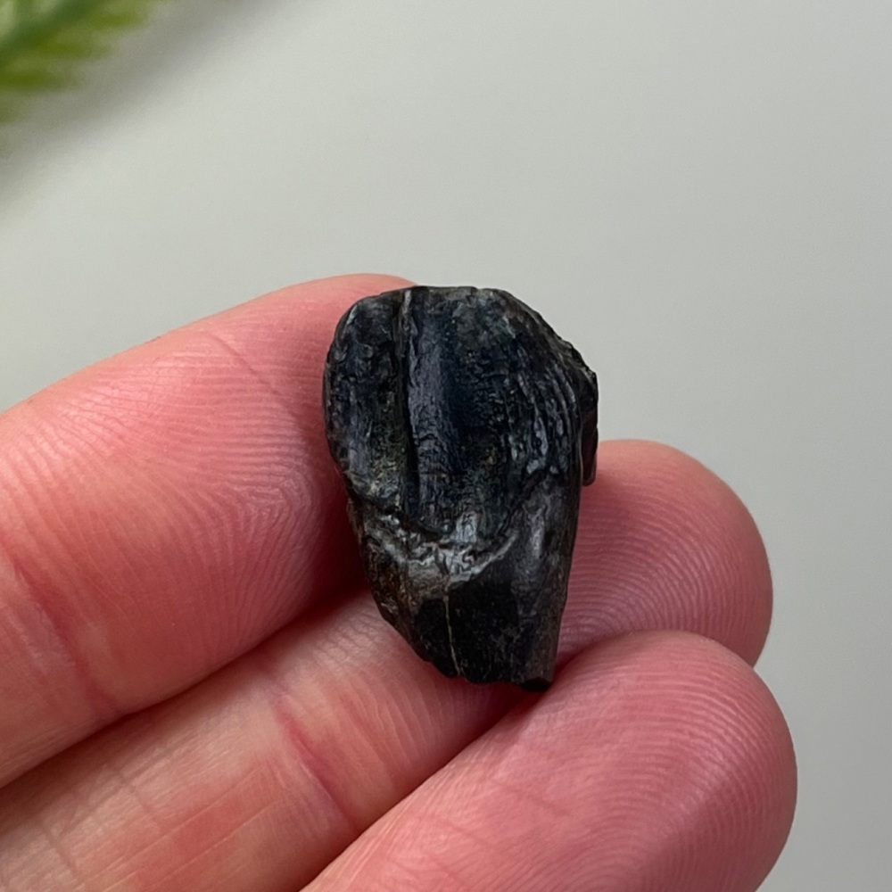 Triceratops Tooth