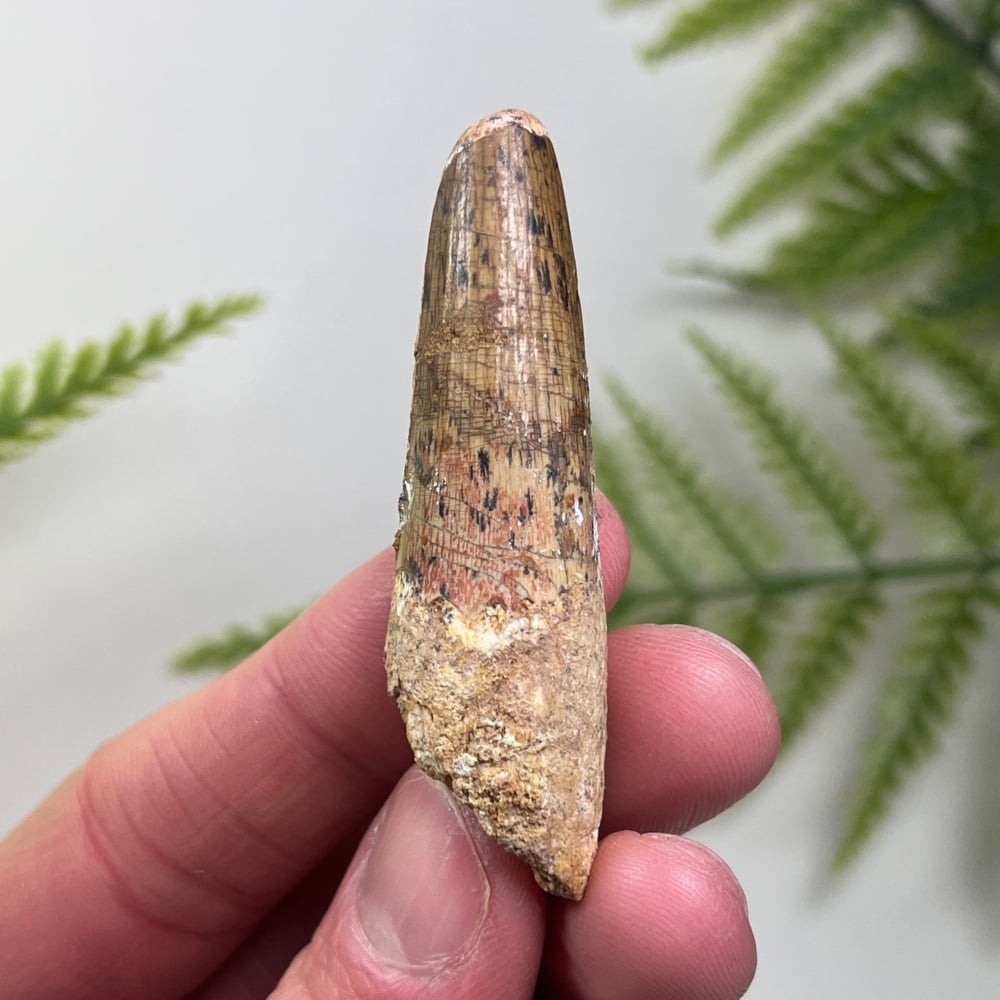 Spinosaurus Tooth
