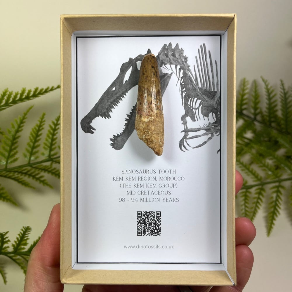Spinosaurus Tooth
