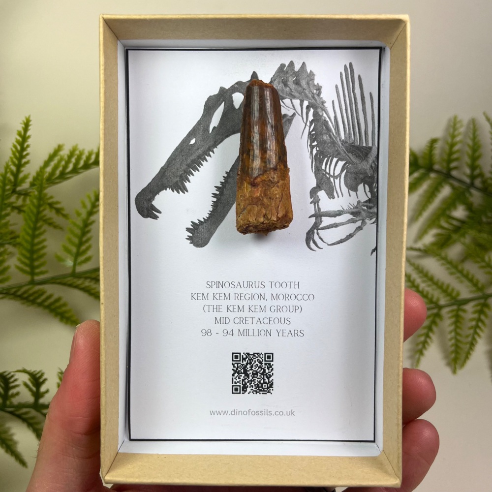 Spinosaurus Tooth
