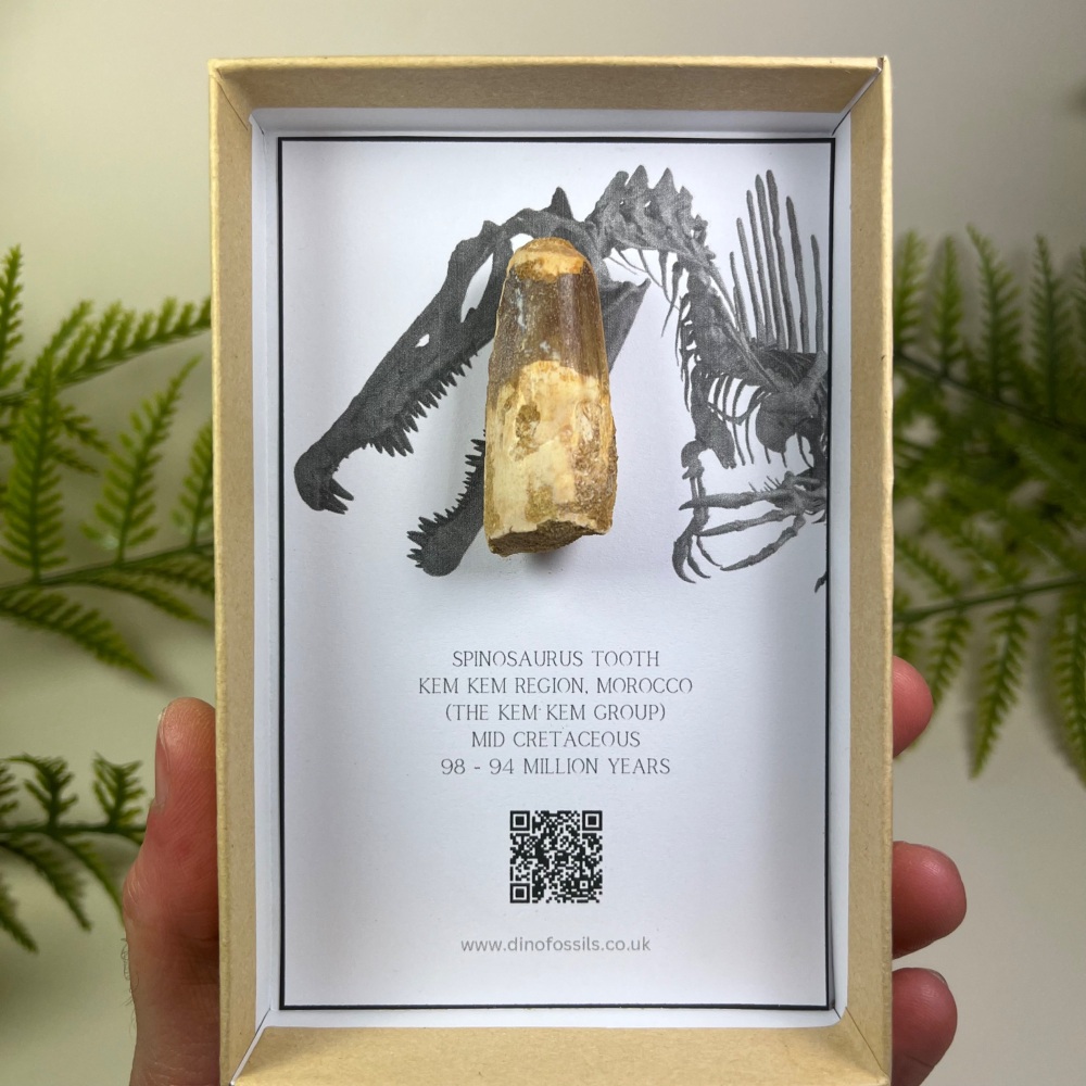 Spinosaurus Tooth