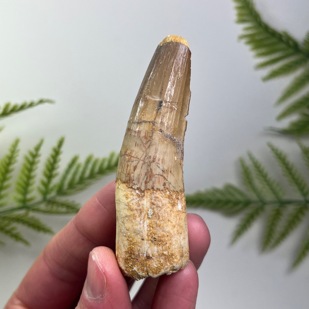Spinosaurus Tooth