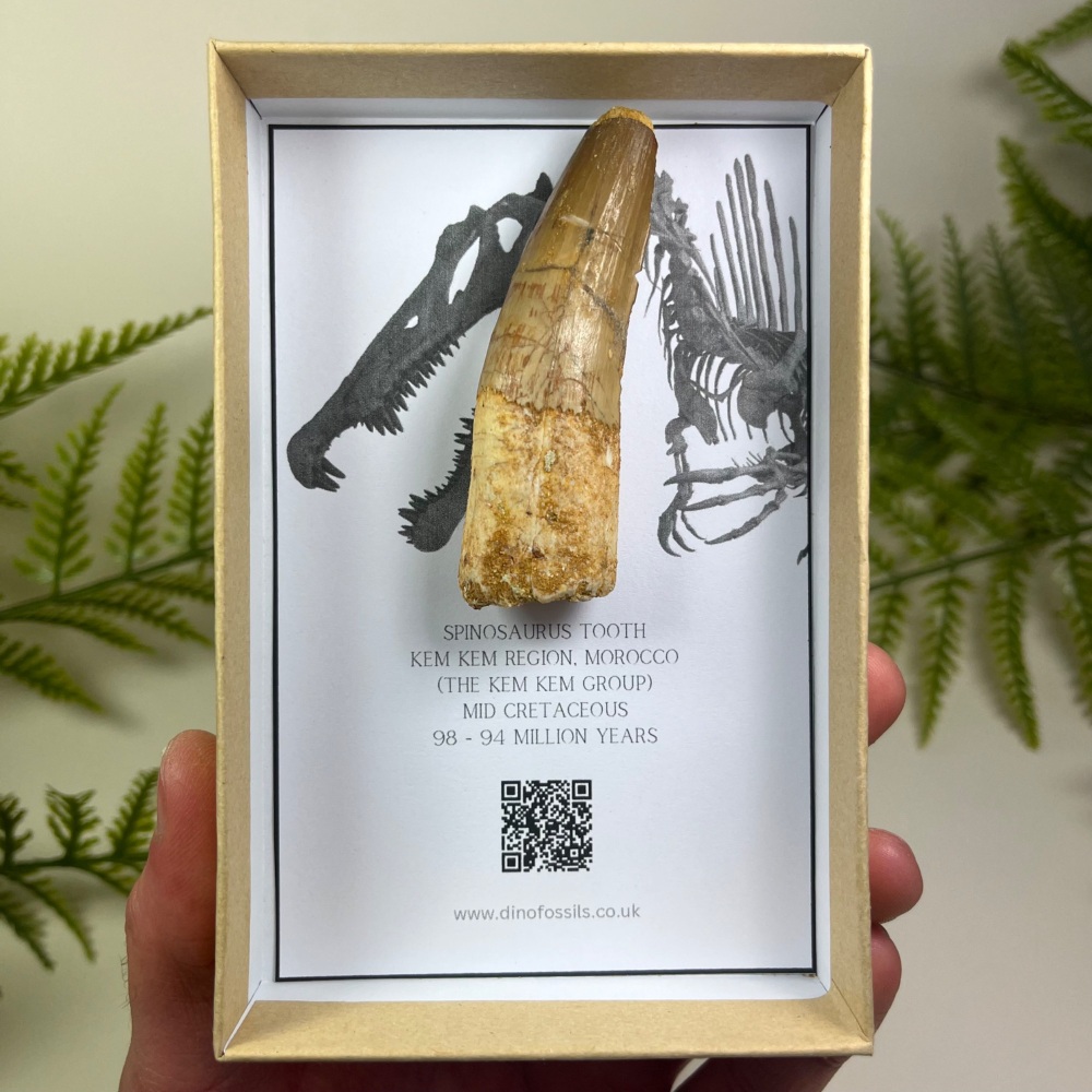 Spinosaurus Tooth