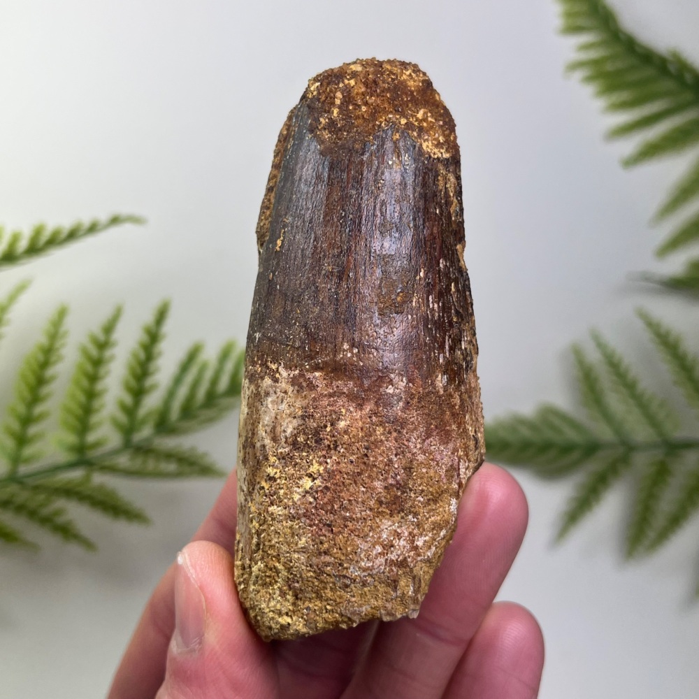 Spinosaurus Tooth