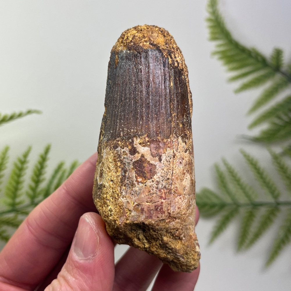 Spinosaurus Tooth