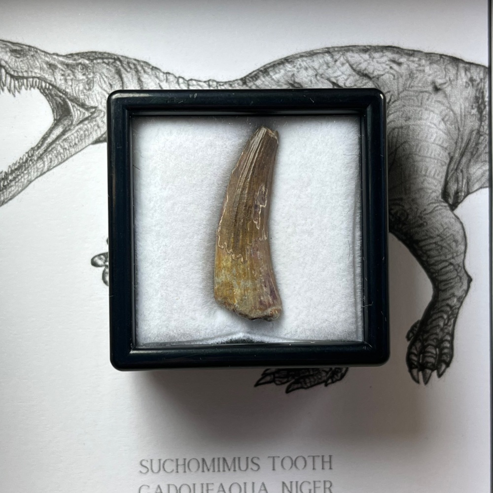Suchomimus Tooth