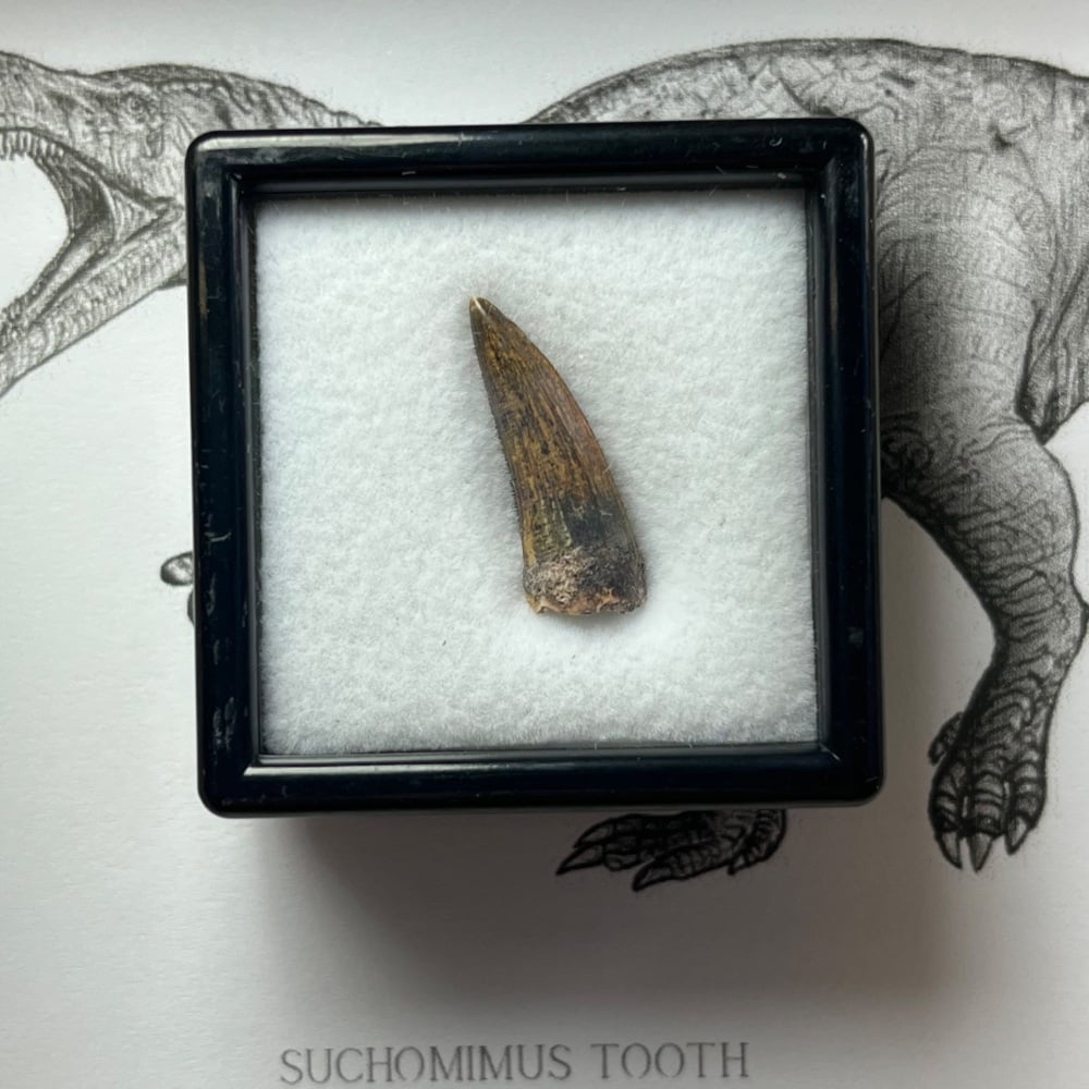 Suchomimus Tooth