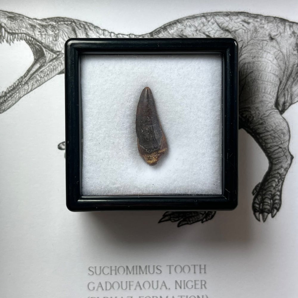 Suchomimus Tooth